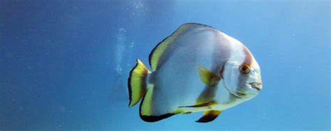 Batfish - Fishing Cairns