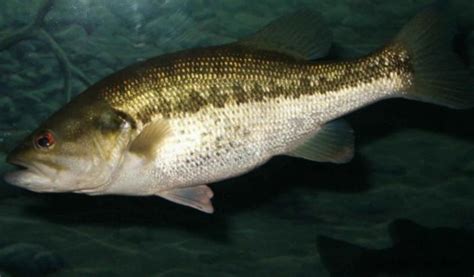 Free picture: largemouth, bass, fish, underwater, animal, natural habitat, micropterus, salmoides