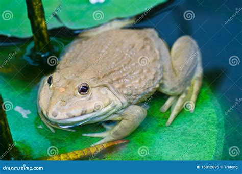 Albino frog stock image. Image of studio, wetness, rough - 16012095