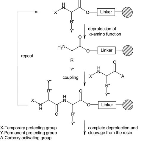 Scheme 6: Solid phase peptide synthesis. | Download Scientific Diagram