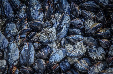 Mussels in Blue Cluster Photograph by Roxy Hurtubise | Pixels