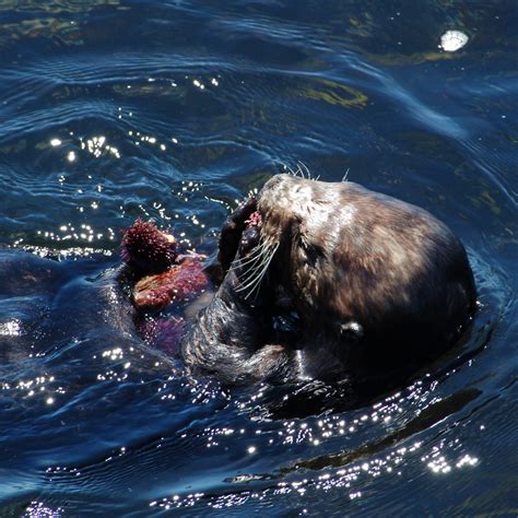 Sea Otter Eating a sea urchin_PC_matt smooth tooth knoth_flickr - Morro Bay National Estuary Program