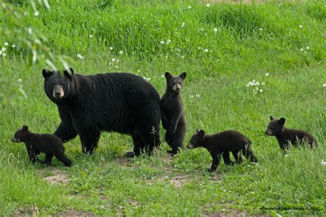 A Mother Bear and Her Cubs | Wise About Bears