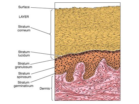 Stratum Germinativum