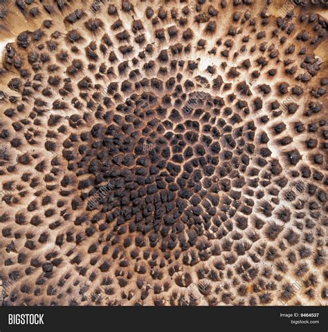 Mushroom Texture Image & Photo (Free Trial) | Bigstock