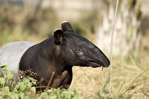 Fun Facts Malayan Tapir - Taman Safari Bali