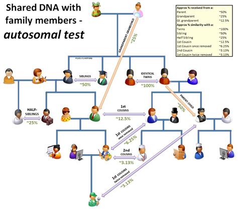 Discover Your Ancestry with DNA Autosomal Testing