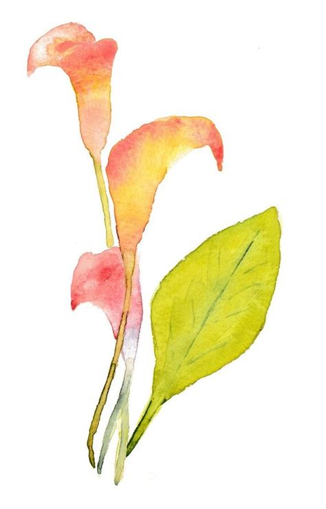 Calla Lilies Watercolor Print