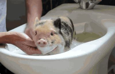 Funny Pig GIFs - Find & Share on GIPHY