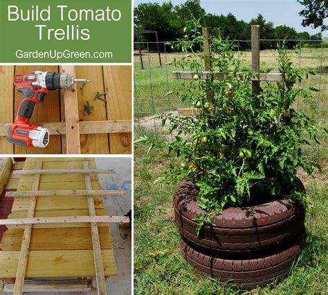 How to Make a DIY Tomato Trellis