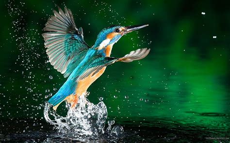 HD wallpaper: Kingfisher Bird Fisherman Hd Wallpaper Download For Mobile 3840×2400 | Wallpaper Flare