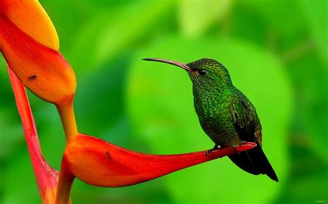 Hummingbird Full HD Wallpaper and Background | 2560x1600 | ID:380123