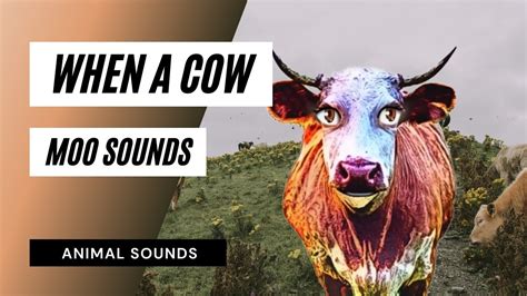 When A Cow Moo Sound - cow moo sounds - the animal sounds: how cow moo ...