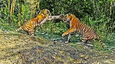 Tigress Fights Male Tiger to Protect her Cub - India