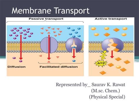 Membrane transport