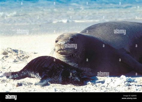 Hawaiian monk seal and pup Stock Photo - Alamy