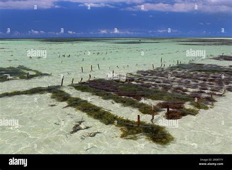 Seaweed farming, breeding farm, Indian Ocean, Zanzibar, Tanzania Stock Photo - Alamy