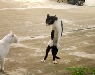 Viral Video of the Day: Crazy cat stands upright in cobra pose ...