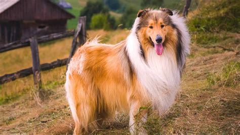 Scotch Collie: History, Temperament, Care, Training, Feeding & Pictures