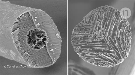 Polar Bear Fur Microscope