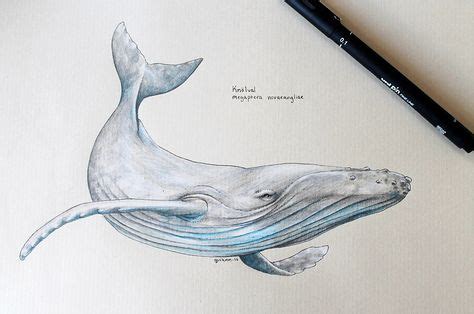 39 Whales ideas | whale, humpback whale, whale tattoos