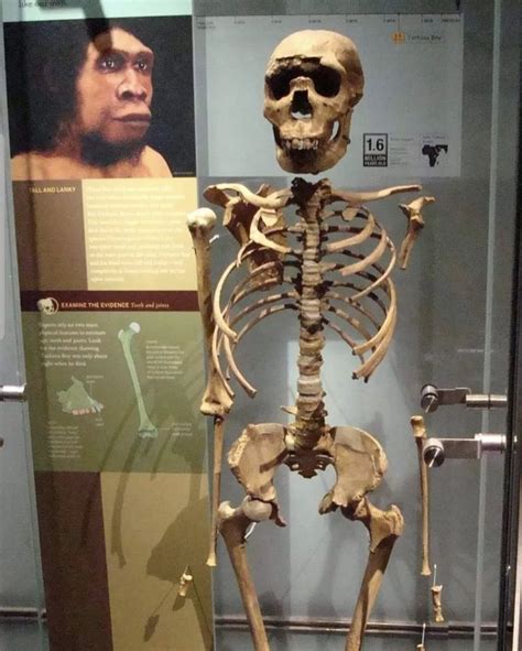 The Turkana Boy is a skeleton of an archaic human... - Ancient Origins