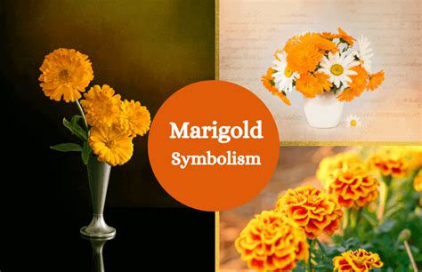 Marigold Flower – Meaning and Symbolism - Symbol Sage