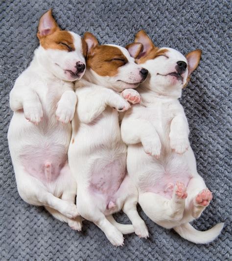 Premium Photo | Cute jack russell terrier dog puppies sleeping