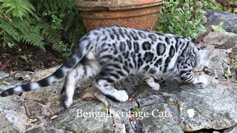 Silver Bengal Kittens | Bengalheritage Cats Ltd. | VIEW MORE