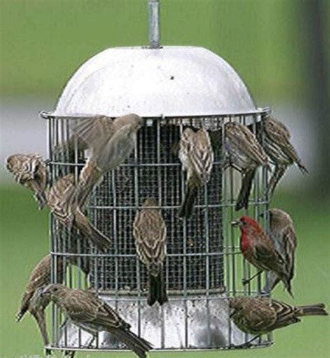 Bird Feeders Plans Squirrel Proof - Image to u