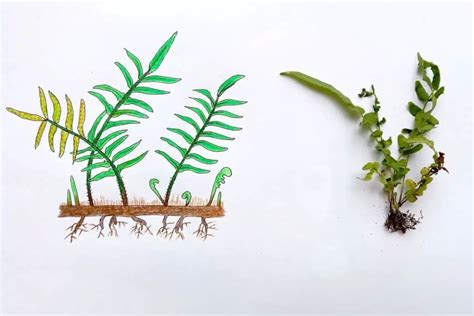 Can ferns be grown from cuttings? – Fern Gardening