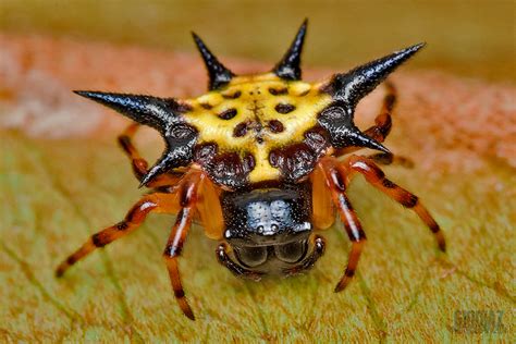 Spiny Orb Weaver Spider On A Dry Leaf - a photo on Flickriver