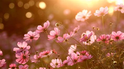 colorful, Nature, Sunlight, Plants, Flowers Wallpapers HD / Desktop and ...