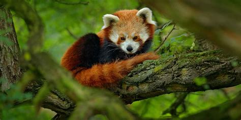 China wildlife holidays in Asia | Wildlife Worldwide