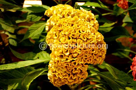 Cockscomb flower varieties