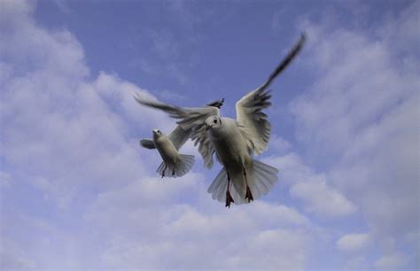 Seagulls flying close Free Photo Download | FreeImages