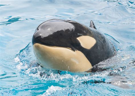 Killer Whale Dies Suddenly At SeaWorld San Diego - Bloomberg