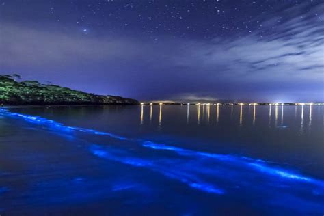 Bioluminescent Bays in Puerto Rico | Tours & Directions