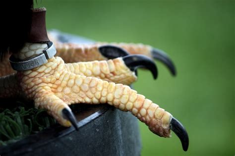 Closeup view of the claws of an eagle marked with a identification ring ...