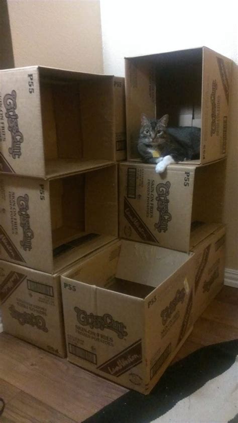 60 Smart Cats Who Prove Cardboard Boxes Are Better Than Any Silly Bed