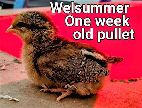 Welsummer Pullet.jpg | BackYard Chickens - Learn How to Raise Chickens