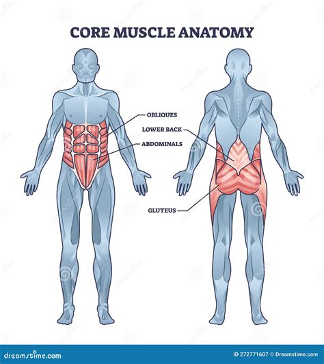 Core Muscles Anatomy