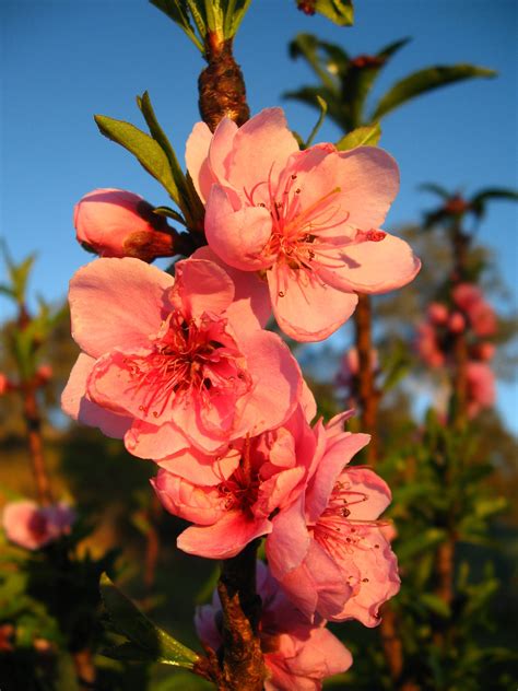 Dwarf Peach Tree - Prunus persica