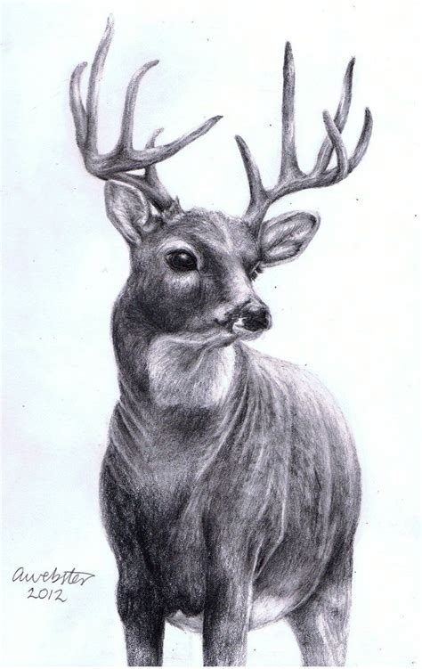 Full Body Whitetail Deer Drawings