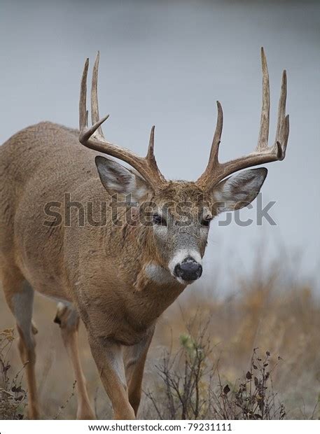 Large Trophy 10 Point Whitetail Deer Stock Photo (Edit Now) 79231111