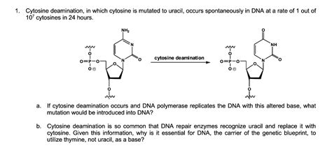 Solved Cytosine deamination, in which cytosine is mutated to | Chegg.com