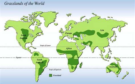 Grassland Biome - Grassland Biome & Map