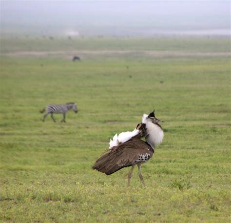 great bustard 1 Free Photo Download | FreeImages