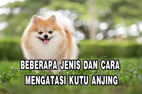 Beberapa Jenis dan Cara Mengatasi Kutu Anjing | PT. Panca Prima Wijaya