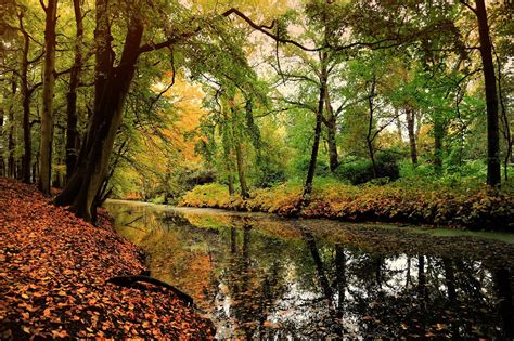 Free Images : tree, nature, wilderness, branch, sunlight, morning, leaf, stream, reflection ...